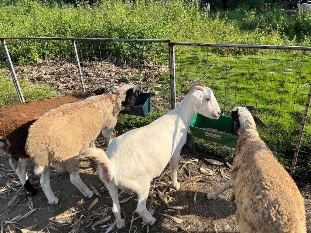 Large Feed Trough and Goat Feeder - 2 Pack Hanging Feeder with Clips, Waterer Bucket, Fence Feed Trough, Goat Supplies, 10 Quart